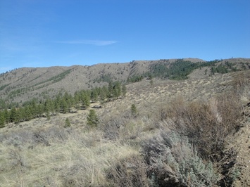 Lot 9 Sawtooth